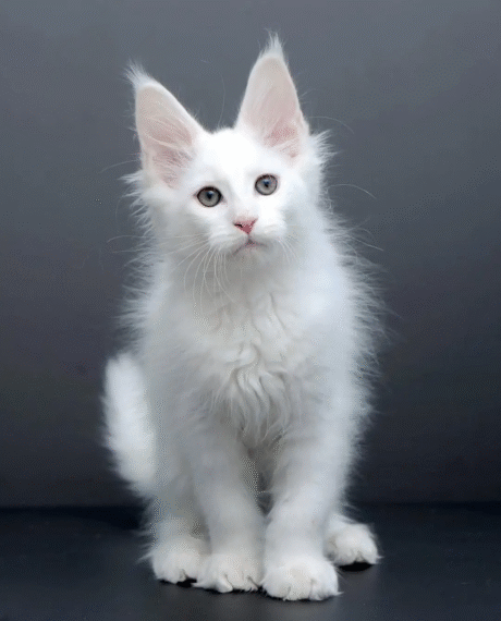 coon cats and kittens