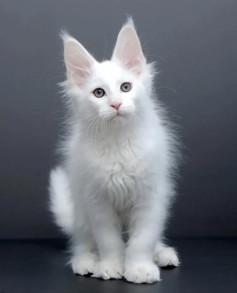 coon cats and kittens