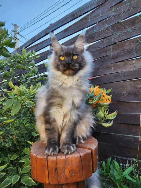 maine coon cats for sale