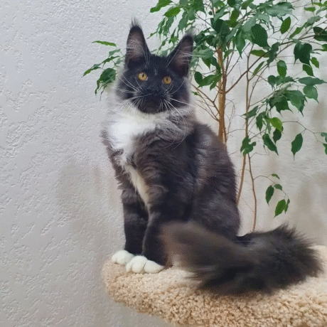 Ziggy
