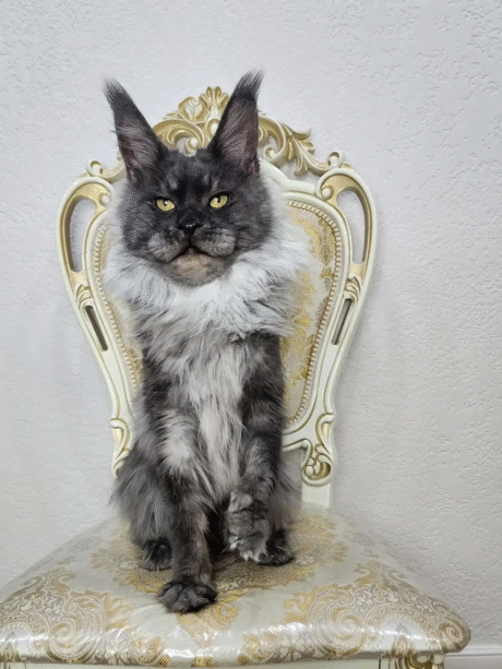 grey maine coon kitten
