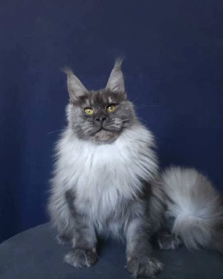 Pepper