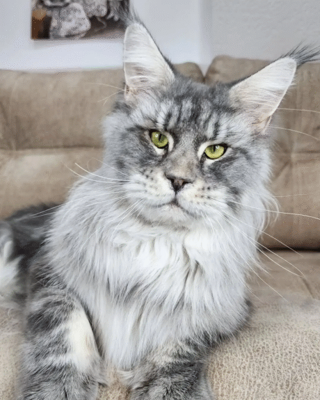 Maine Coon Kittens for Sale