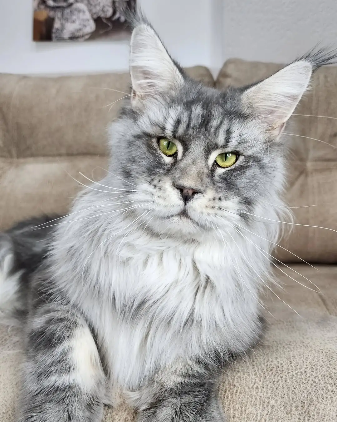 Maine Coon Kittens for Sale