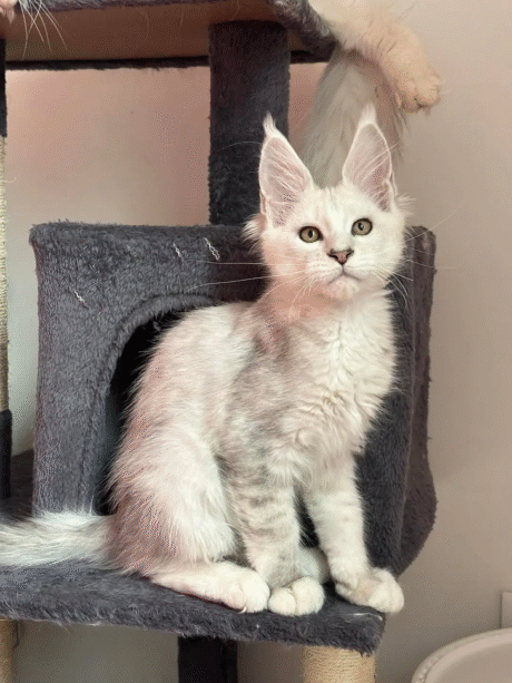 Bella